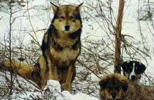 The Ewenki Hunting Dogs of the Mountains Are Truly Spirits, Capable of Driving Away Bears and Wolves