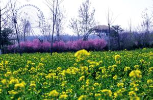 Jinan Botanical Garden is About to Bloom with a Sea of Rapeseed Flowers – Come Meet Spring Here!