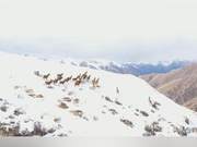 Spectacular Scene! Large Numbers of Wild White-Lipped Deer Chase and Play on Snowy Mountains in Sichuan's Ganzi Tibetan Plateau