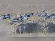 Clamp-billed Storks Arrive in Old Dig Village
