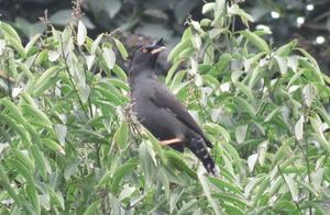 Love for Birds ('Ai Niao Zhou') | Protecting the Blue Angel, Let the Longyuan Birds Wake You Every Morning