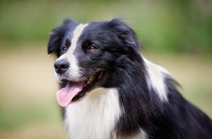 These 6 Dog Breeds, Once Raised, Will Scare You - Have You Ever Raised Them?