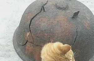 Cat Trapped in a Rusty Pot, Peeking Out to Escape, Netizens After Seeing It: A Flowing Liquid Cat