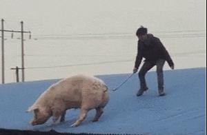 Funny Cute Pets: Don't Think of Second Brother as Just a Fatty Who Wants to Eat Meat – He's a True Talent!