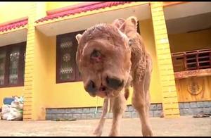 Indian Calf Born with Four Eyes and Two Mouths, Farm Becomes Tourist Attraction