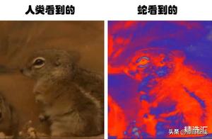 Take a Look at the Different Worlds Seen by Animals, Which is Quite Amazing