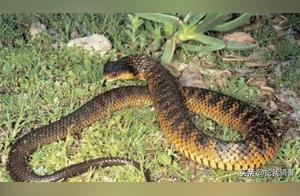 Toxic Tiger Snake (Australia), a highly venomous snake with a high mortality rate.
