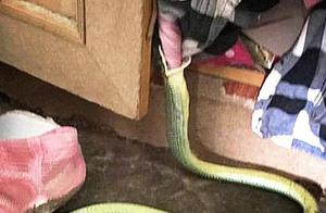 Underwear Frequently Disappeared, Mistaking Neighbors for Thieves, Only to Discover the Culprit Was a Snake