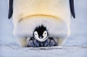 The Parent's Guide to Raising Young – How Determined Are Animal Parents to Raise Their Offspring?