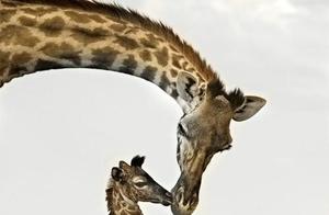 Giraffes are the world's tallest terrestrial animals, also beautiful spirits, and their protection is urgent.