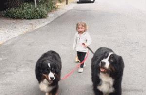 The Feeling of Owning a Large Dog: Have You Experienced It? You Can't Hold It, Can't Drag It, It's Just Impossible!