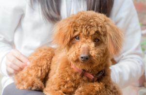 For Teddy Bears, These 5 Foods Are 'Heavenly Delights'