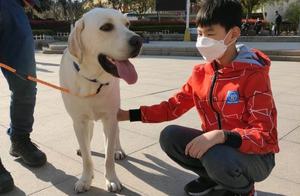 Labrador's Strange Behavior of 'Rubbing' Everywhere Has a Reason