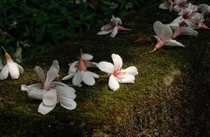 Essays | The Hanxue Chapter: In the Mountain Retreat, Fallen Linden Blossoms