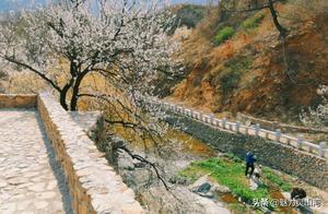 Cherry Blossoms in Bloom at Tieke Shan Base, Qingdao West Coast New Area
