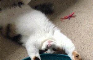 How Lazy Can a Cat Be? Even Lazy Sheep Will Bow Down!