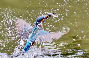Warm Spring River, Beautiful Kingfisher Hunting Fish