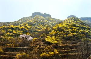 Qingzhou: The Wild Yellow Flower (Combretum frutale) is Particularly Charming