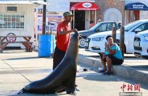 Seals Abundant on South Africa's Seal Island, Approach Humans