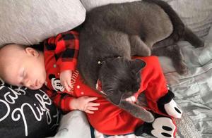 The adopted stray cat was always cold to people, but after the baby was born, it became the baby's guardian.