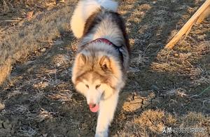 Taking the Alaskan Malamute Out to Play, an Accidental Photo Made It Go Viral – It's So Beautiful!