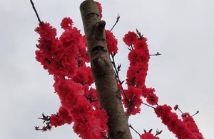 Spring March, Crossing Guanshan
