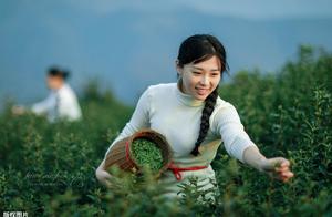 Tea Tours in Hubei! Experiencing Mountain Scenery and Delicious Food