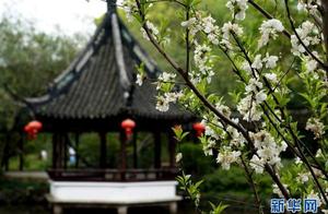 Shanghai: Lush Spring in Classical Gardens