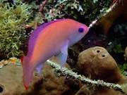 Water-Captured Sea Fish (128) - Shushi (1): Pink Sea Goldfish (Female, An)