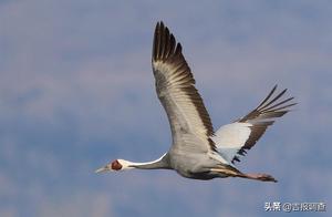 Hunchun Jingxin Wetland Welcomed a Large Flock of White-Crowned Cranes - A Spectacular Sight!