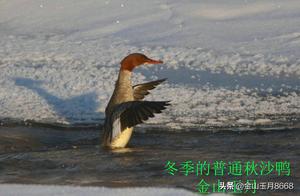 Bird Q&A - Winter Common Autumn Sand Duck