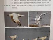 Gull-billed Terns of the Yellow River Delta