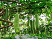 A Fence Will Do: Cucumber
