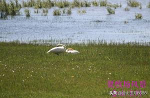 Summer Pasture: Swan Play