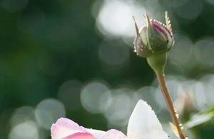 Cultivating a Good Temper Brings Good Fortune and a Blessed Life