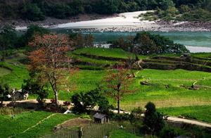 Lonqing, Luoping, Yunnan: Kampalas Bloom, Red as Dawn