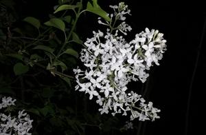 Flowers Blooming in the Night of Spring