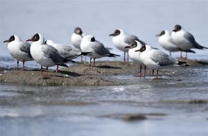 White Swans of Qinghai Lake