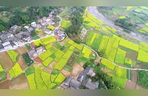 Flowers Bloom in Sichuan | Rapeseed Flower Sea Unveiled at the Foot of Emei Mountain