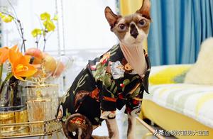 A Very Special Sphynx Cat - Do You Like It?