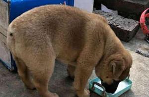 Man Picked Up a Dog and Brought It Home, Grandfather Quickly Sent It Away
