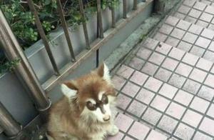 Girl's Kindheartedness Saves Sick Stray Dog; Happy Ending Touches Everyone's Hearts