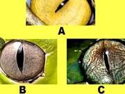 Which is Snake Eye? How High Will Your Social Status Be in Five Years?