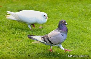 Prevention and Control of Common Diseases in Pigeons