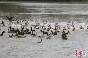 Xiao Xi National Wetland Park: Mountains Bathed in Spring Light, Water Reveals Early Spring Ducks