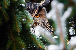 At Just 23, He Captured the Forest as a Fairy Tale