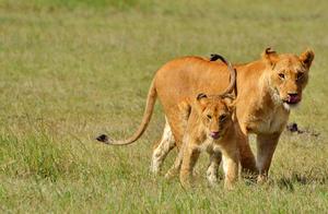 The Tiger's Migration: A Clash of Lions and Tigers?