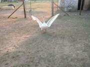 Usually, I always felt that geese fighting were intimidating and fierce, but I didn't expect these large geese to have a warm and friendly side.