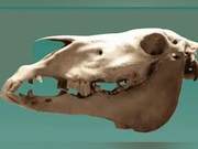 How Long Can Horses Live? The Oldest Ever Equivalent to Humans Aged 200+