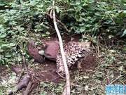 A Leopard Cat Trapped by Poaching Tools Rescued and Returned to the Forest